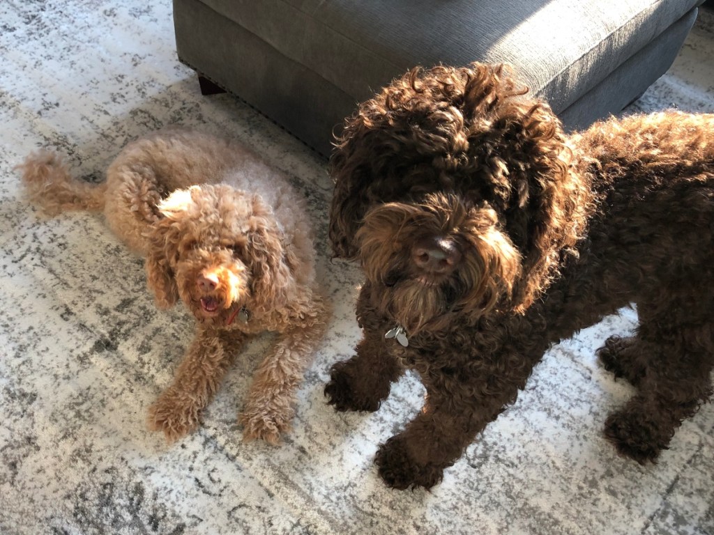 a tan dog with a larger brown dog