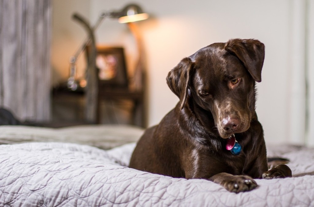 chocolate lab sitting on a bed