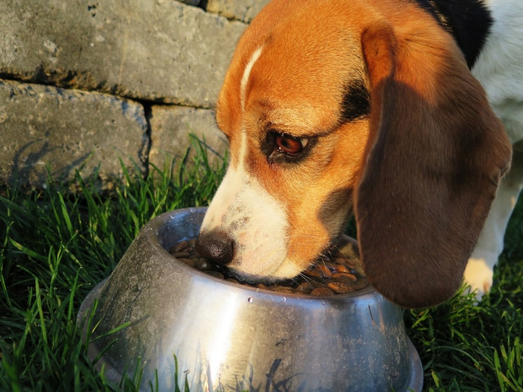 Beagle eating food from stainless dish