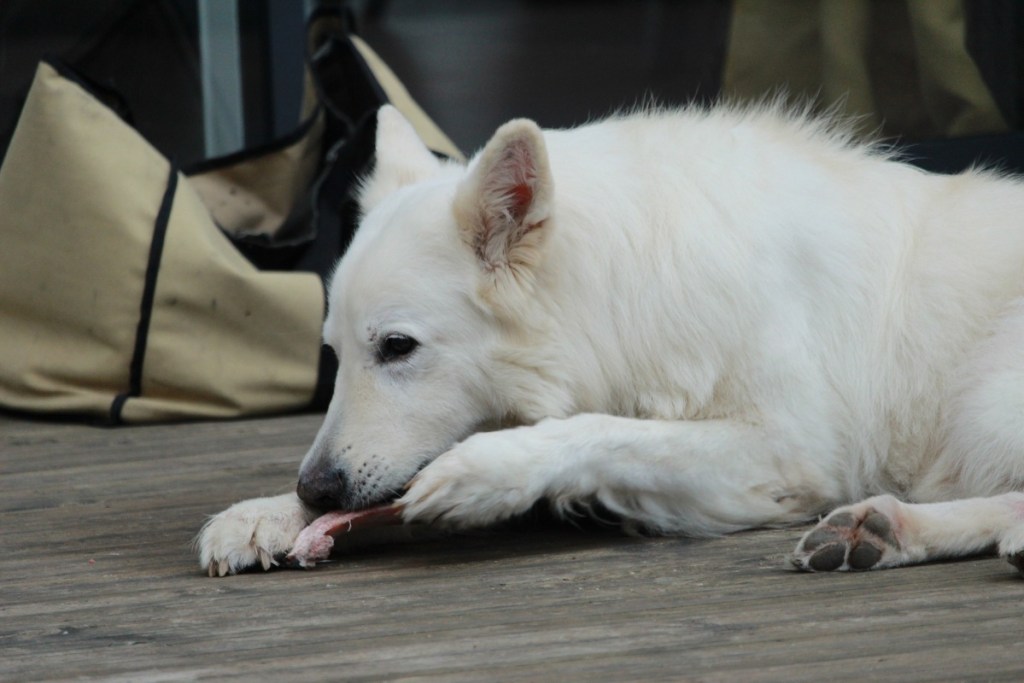 white dog eating meat