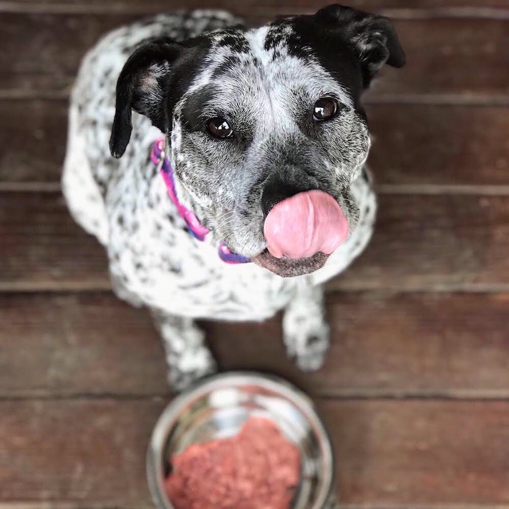 dog licking lips with bowl of ground beef 