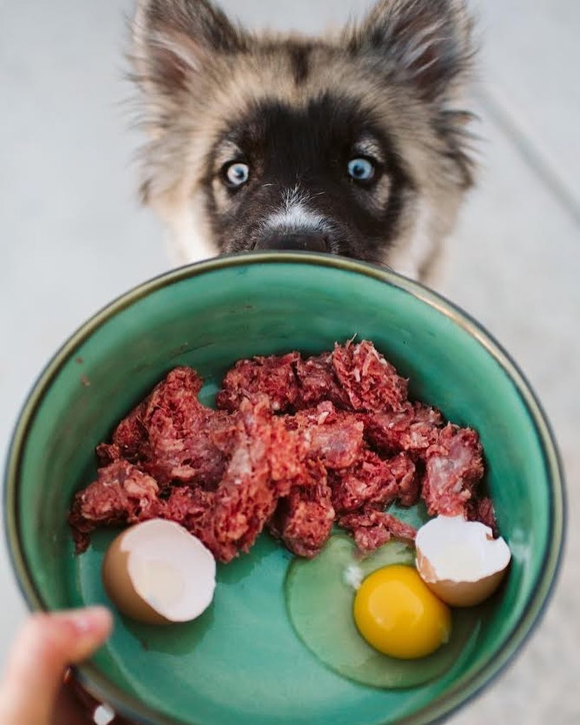 dog looking at bowl with raw meat and eggs 