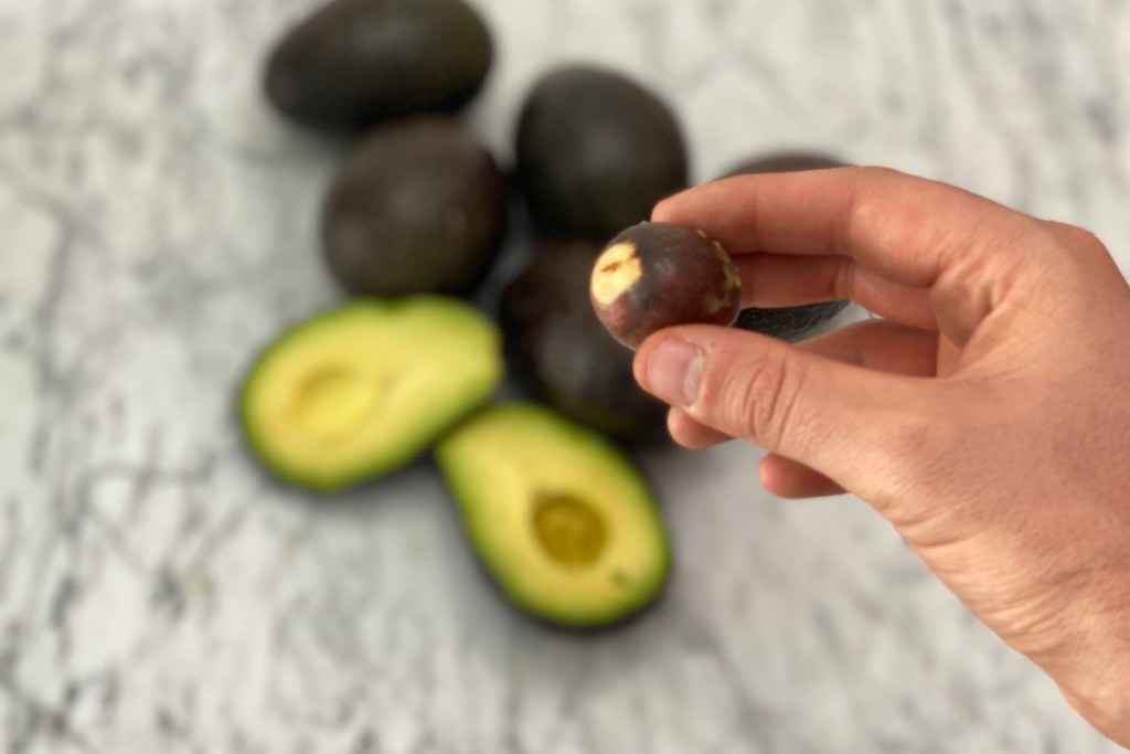 hand holding an avocado pit with avocados in the background