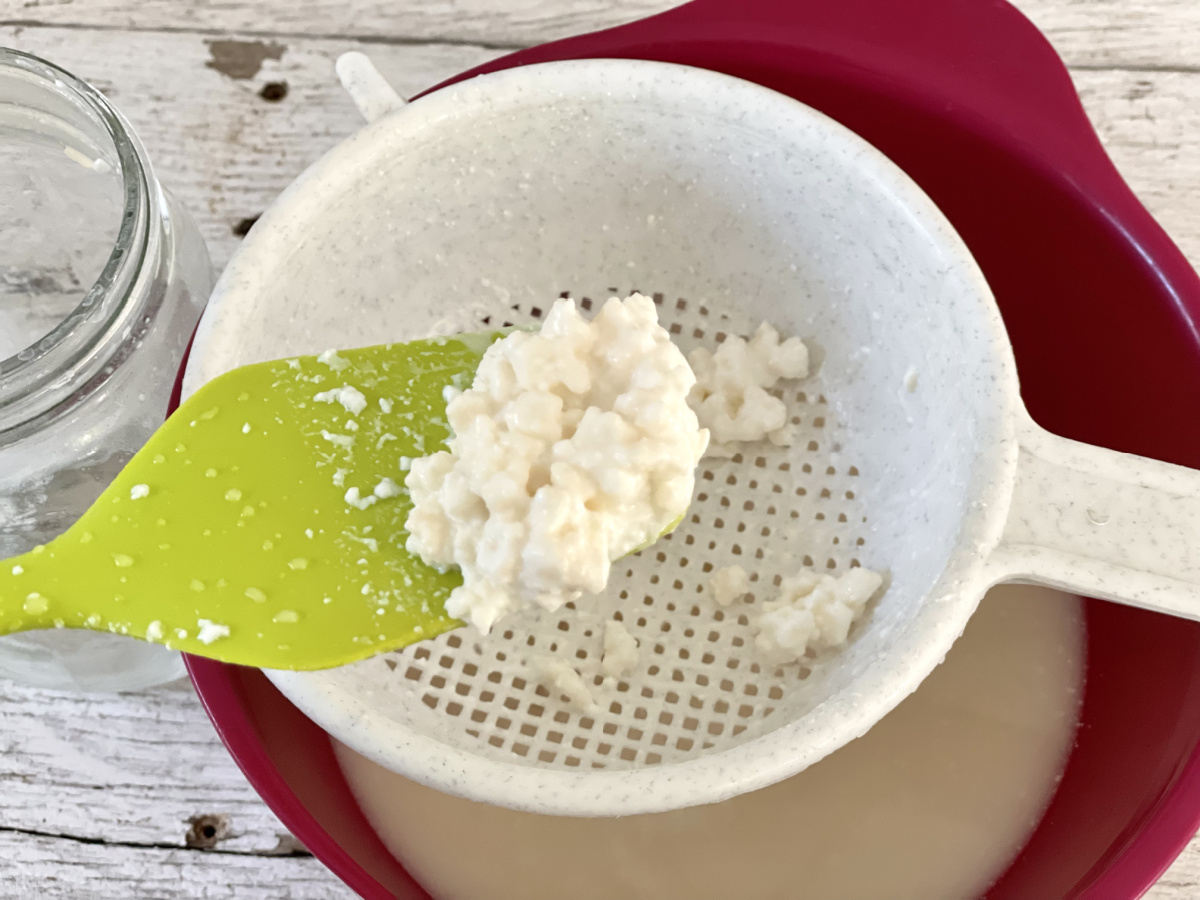  kefir grains on spatula