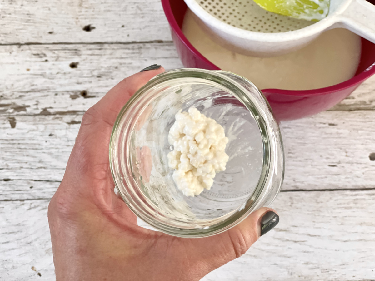 Kefir grains in a jar